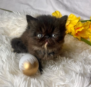 Perser Kätzchen 