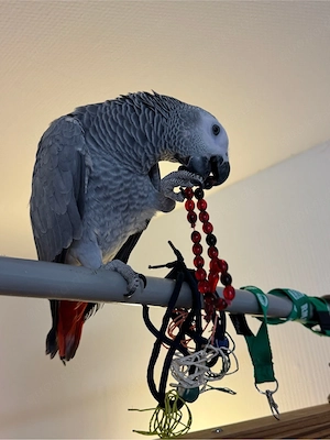 2x Graupapgei Kongo zu verkaufen