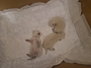 Baby katzen main coon mic perser 