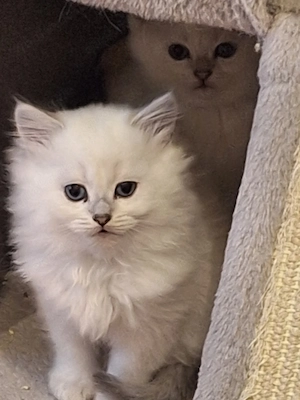 Kitten mit himmelblau Augen Bild 6