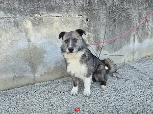 Darf Merle bald an deiner Seite durchs Leben gehen? Bild 2