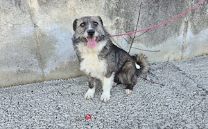 Darf Merle bald an deiner Seite durchs Leben gehen? Bild 5