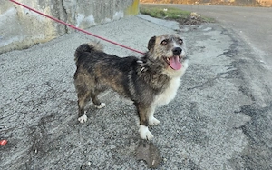 Darf Merle bald an deiner Seite durchs Leben gehen? Bild 3