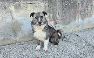 Darf Merle bald an deiner Seite durchs Leben gehen? Bild 4