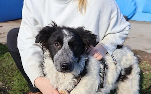 Zuhause gesucht für Fraggle