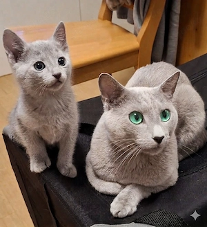 Reinrassiger Russisch Blau Deckkater, mit Stammbaum.