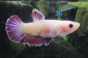 Mehrere Kampffisch Weibchen Betta splendens 