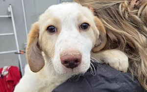 Zuhause gesucht für Soja