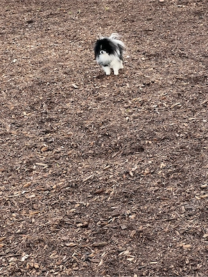 Reinrassiger Pomeranian Deckrüde mit Ahnentafel