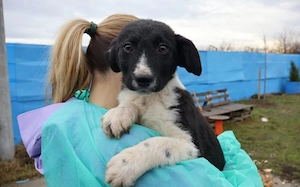 Körbchen gesucht für Kimba Bild 4