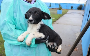 Körbchen gesucht für Kimba Bild 2