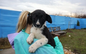 Körbchen gesucht für Kimba Bild 3