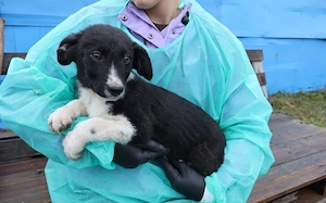 Körbchen gesucht für Kimba Bild 5