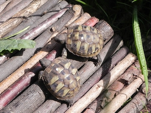 Griechische Landschildkröten NZ 2025