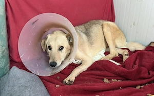 Schenkst du Poldo ein Zuhause?