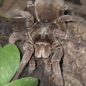 Theraphosa stirmi 0.1 