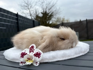 Teddywidder Hasen Kaninchen Minilops Zwergwidder 