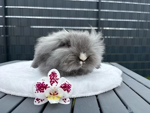 Teddywidder Hasen Kaninchen Minilops Zwergwidder 