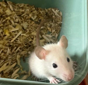 Ratten weibchen 