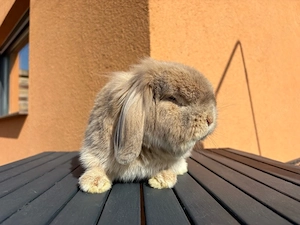 Lionlop Kastrat Hase Kaninchen 