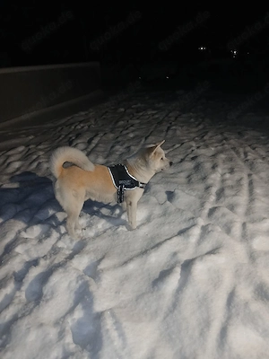 Deckrüde Akita Inu erfahren 