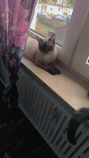 Französische kurz harre karter  Bild 3