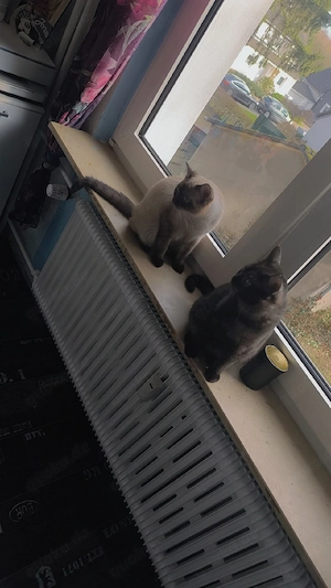 Französische kurz harre karter  Bild 5