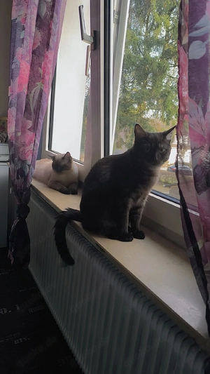 Französische kurz harre karter  Bild 4