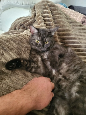 Französische kurz harre karter  Bild 2