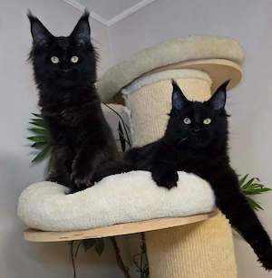 Maine Coon, diese wunderschöne Tiere sind jetzt zum Reservierung frei Bild 8