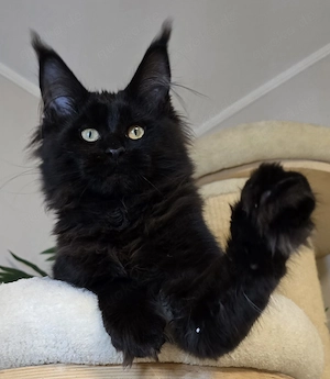 Maine Coon, diese wunderschöne Tiere sind jetzt zum Reservierung frei Bild 3