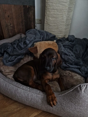 Verkaufe Bayerische Gebirgsschweißhündin