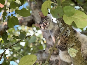 Don Sphynx 4j, kastriert