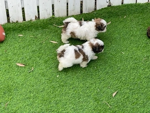 Shih Tzu-Welpen zur Adoption und Umsteuerung verfügbar