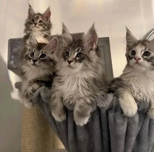 Reinrassige Maine Coon Kitten