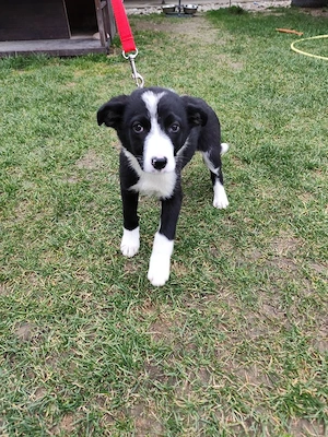 interne Kennung 23L - ein verspieltes, neugieriges und aktives Welpennmädchen