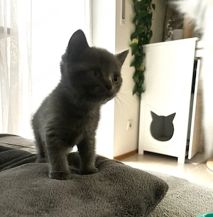     Zuckersüßes BKH Kittenmädchen sucht liebevolles Zuhause     