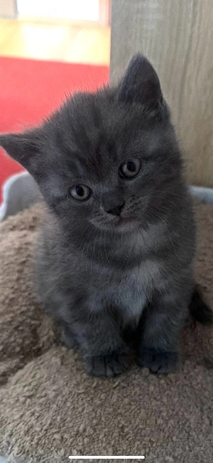     Zuckersüßes BKH Kittenmädchen sucht liebevolles Zuhause     