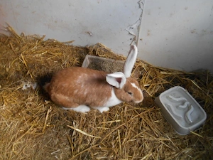 Deutsche Riesen Häsin mit 9 Jungtieren