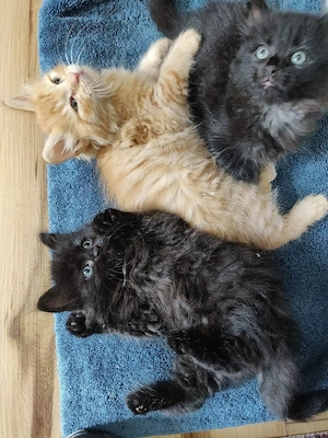 Maine Coon Ekh mix Kätzchen 