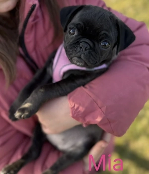 Wunderschöne schwarze(platinum) Altdeutsche Möpse sind jetzt beide reserviert  Bild 8