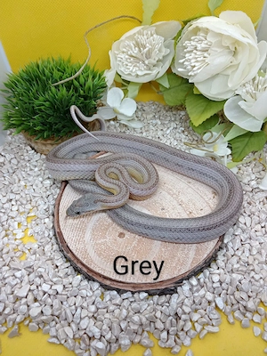 Kornnatter Männchen Anery Striped het Amel Caramel 