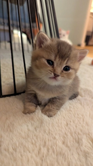      Exklusive BKH Kitten mit Champion-Blutlinie (mit Stammbaum)suchen ein liebevolles Zuhause!