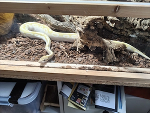 0.1 Königspython Crystal von 2020