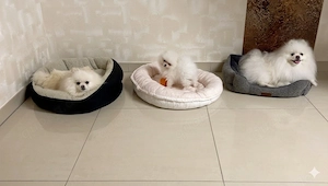 Pomeranian Zwergspitz Spitz welpen