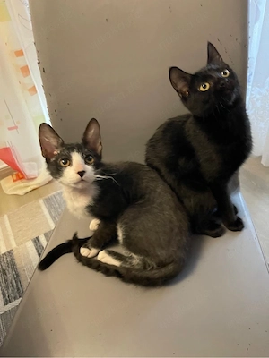 Sphinx Brush  Katzen 