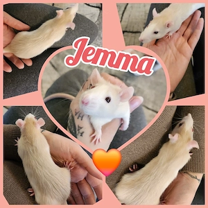 Ratten Weibchen jung und sehr lieb und handzahm 