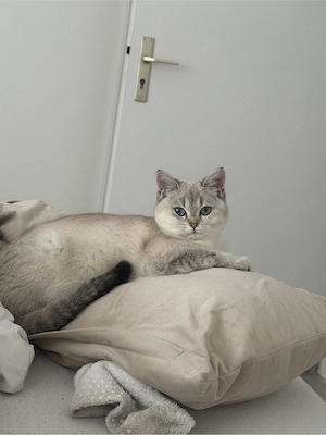 BKH Kitten Silver tabby & creme weiß