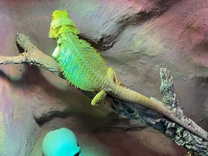 Zahme Bartagame (m) inkl. Terrarium & Zubehör komplett & gesund | VB