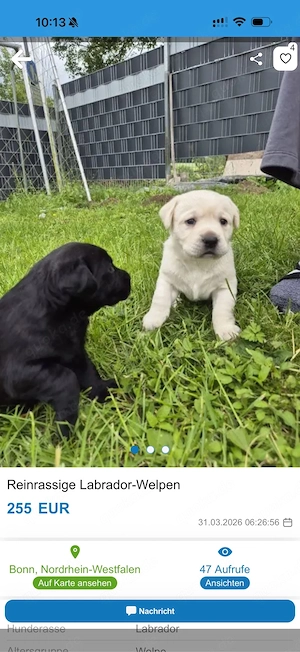 Siberian Husky-Welpen   Labrador Bild 2